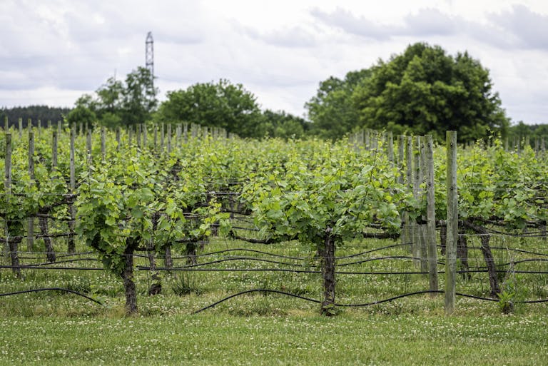 Lush vineyard in North Carolina, showcasing grapevines and green foliage in summer.